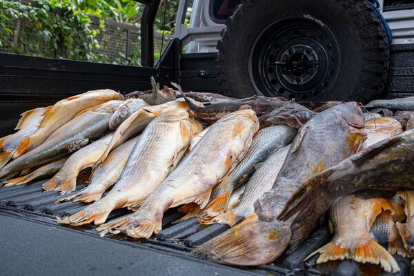 MADES decomisa pescado en procedimientos