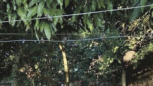 Puso cable pelado por su tejido y trabajador murió electrocutado