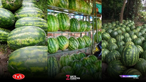 PRODUCTORES DE ITAPÚA PROYECTAN GRAN COSECHA DE SANDÍA DURANTE LA TEMPORADA DE VERANO - «TVS DIGITAL»
