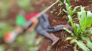 Ejecutan de varios balazos a un hombre en una chacra de Itapúa