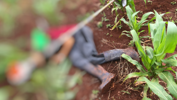 Ejecutan de varios balazos a un hombre en una chacra de Itapúa