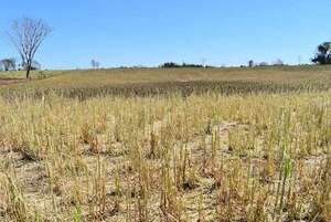 Productores perjudicados por temporal en Santaní esperan asistencia - Nacionales - ABC Color