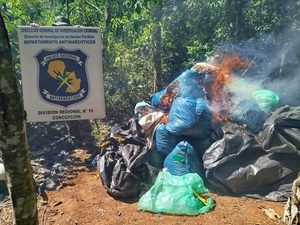 Allanamiento en Sargento José Félix López: destruyen e incineran más de 1.000 kg de marihuana picada - Concepción al Día