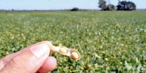 Soja presionada por cosecha récord y energía en retroceso: precios globales más bajos en 6  años - Económico - ABC Color