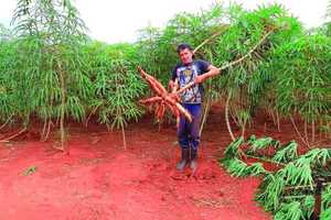 Mandioca en Paraguay: Día Nacional, Resiliencia y Economía