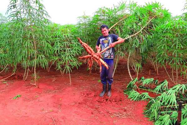 Mandioca en Paraguay: Día Nacional, Resiliencia y Economía