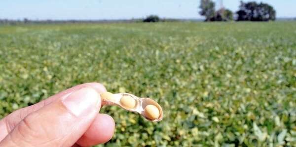 Soja presionada por cosecha récord y energía en retroceso: precios globales más bajos en 6  años - ABC Rural - ABC Color