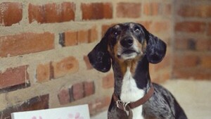 Doce estrictas reglas para el JaguaFest que se hará hoy