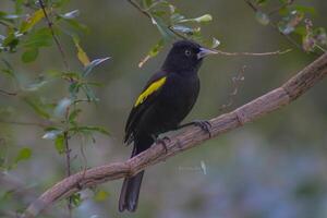Joyas aladas del Paraguay, sobre el boyero de ala amarilla