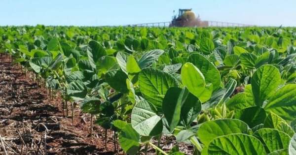 La Nación / Buenas condiciones climáticas impulsan la campaña de soja