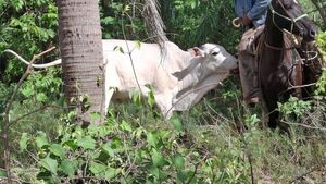Recuperan vaquilla hurtada en San Alfredo - Concepción al Día