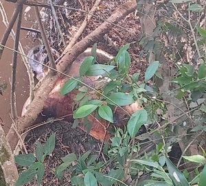 Iruña: Hallan sin vida a hombre desaparecido hace cinco días en el río Yñaro - ADN Digital