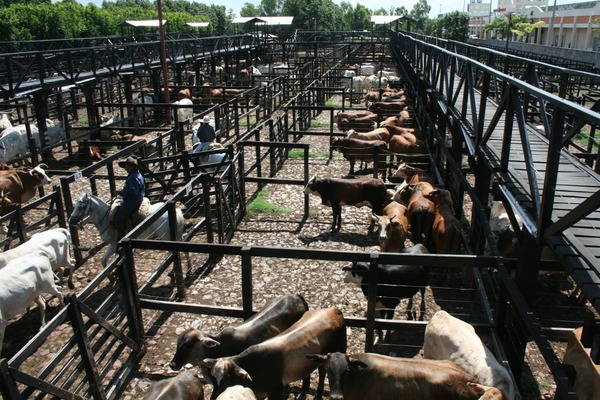 Crece la oferta de ganado y se amplía la merma de precios - La Tribuna