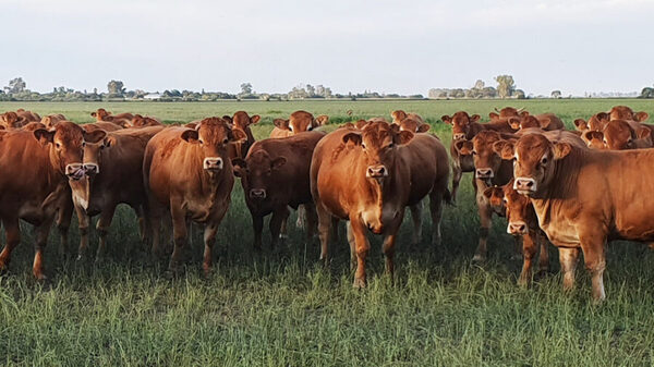 Recomponer el stock ganadero es un proceso que “llevará tiempo y necesita respaldo”