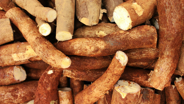 De raíz tradicional a negocio moderno: cómo fue el salto de la mandioca paraguaya