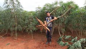 La Mandioca: un cultivo clave para la Agricultura Familiar y la seguridad alimentaria