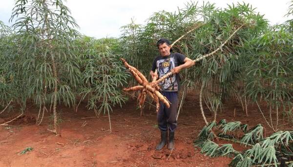 La Mandioca: un cultivo clave para la Agricultura Familiar y la seguridad alimentaria