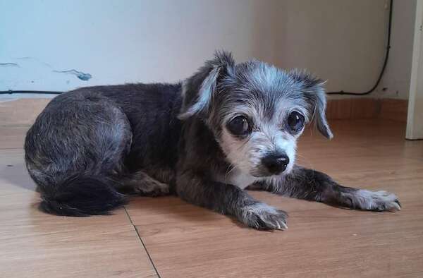 Perrita encontrada - Encontrá a tu mascota - ABC Color