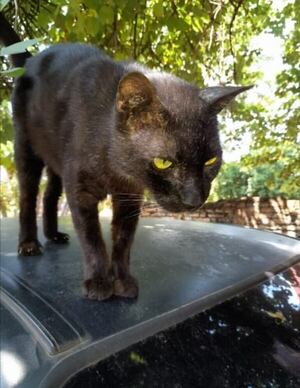 Señor Michón - Encontrá a tu mascota - ABC Color