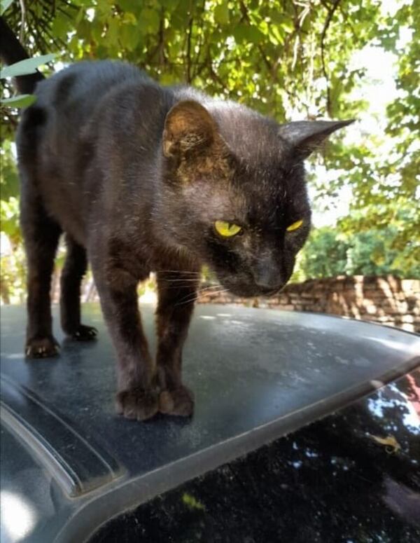 Señor Michón - Encontrá a tu mascota - ABC Color