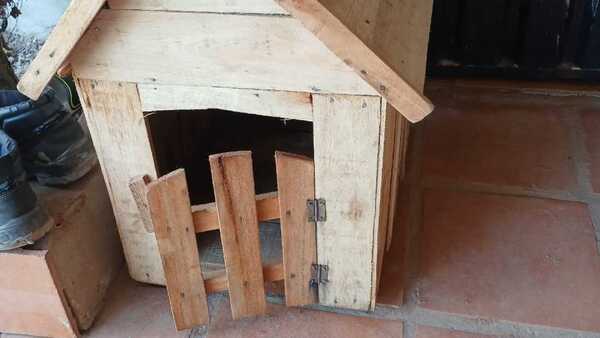 Ypané: se robaron una casita de perro con michis recién nacidos adentro