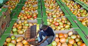 La Nación / Desde Caaguazú sale la primera exportación de tomates del año