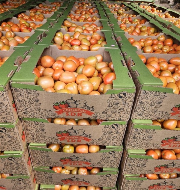 Reanudan exportación de tomate con envío de 30.000 kilos a la Argentina - ADN Digital