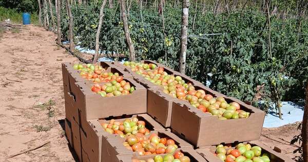 Diario HOY | Alta oferta de tomate permite exportación a Argentina