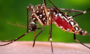 Aumentan las notificaciones de dengue y confirman dos nuevos casos en el país - OviedoPress