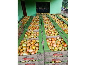 Paraguay retoma exportación de tomate a Argentina