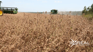 Buen desempeño del clima favorece el desarrollo de los cultivos de la soja | Unicanal