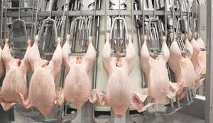 Productores avícolas denuncian que aumenta el contrabando desde países vecinos - Economía - ABC Color