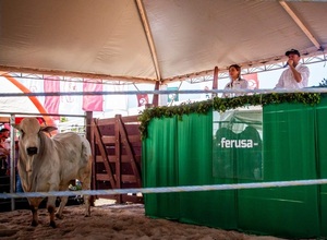 En dos jornadas, Ferusa remata invernada y reproductores en Feria San Pedro