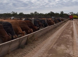 Menor ritmo de faena y escalas largas marcan la dinámica del mercado del gordo