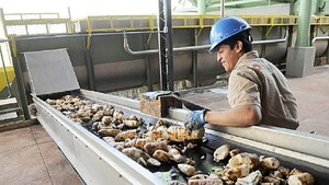 Cultivo de mandioca repunta tras sequías