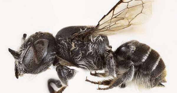 Diario HOY | Científicos australianos descubren una abeja “lucifer” con cuernos
