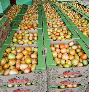 Popular / Ohoma tomate paraguayo a kurepilandia: "Si al campo le va bien, al país le va bien"