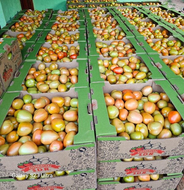 Popular / Ohoma tomate paraguayo a kurepilandia: "Si al campo le va bien, al país le va bien"