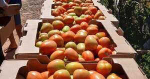 La Nación / Superproducción de tomate puede resolverse con apertura de nuevos mercados