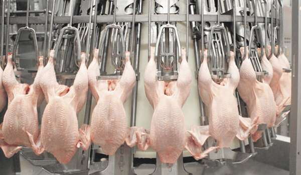 Productores avícolas denuncian que aumenta el contrabando desde países vecinos - ABC Rural - ABC Color