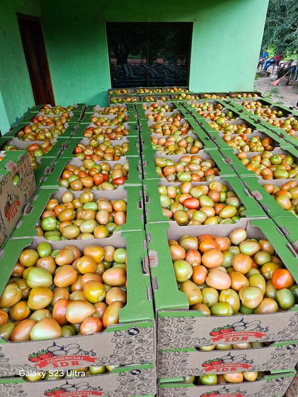 Paraguay reinicia exportación de tomate al mercado argentino - ABC Rural - ABC Color
