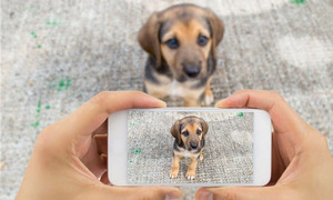 Alertan sobre estafadores que usan publicaciones de mascotas perdidas para engañar - OviedoPress