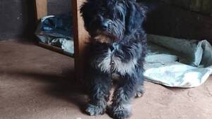 Se hizo pasar por veterinario y robó el perrito de una familia