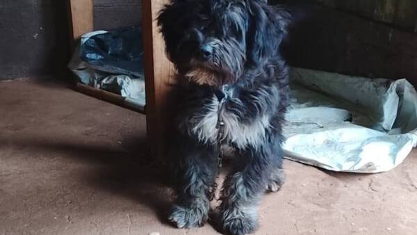 Se hizo pasar por veterinario y robó el perrito de una familia