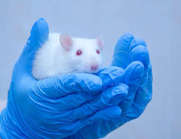 ¿El fin de las pruebas en animales? El Reino Unido marca un hito en ética científica y bienestar animal - Ciencia - ABC Color