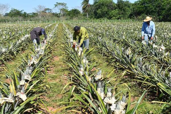 Piñeros de Guayaybí preparan cosecha del producto - Nacionales - ABC Color
