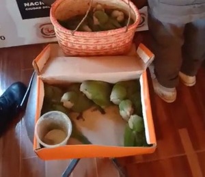 Aprehenden a mujer que comercializaba loros silvestres en Ciudad del Este - ADN Digital
