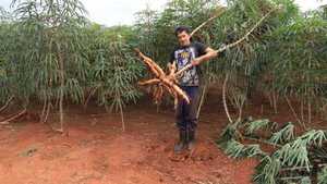 La mandioca se consolida como rubro clave de la agricultura familiar y la industria nacional