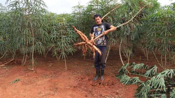 La mandioca se consolida como rubro clave de la agricultura familiar y la industria nacional