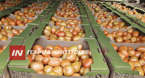 PARAGUAY REINICIA EXPORTACIÓN DE TOMATES A LA ARGENTINA